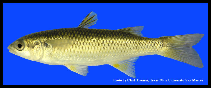 rocky mountain altitude mullet